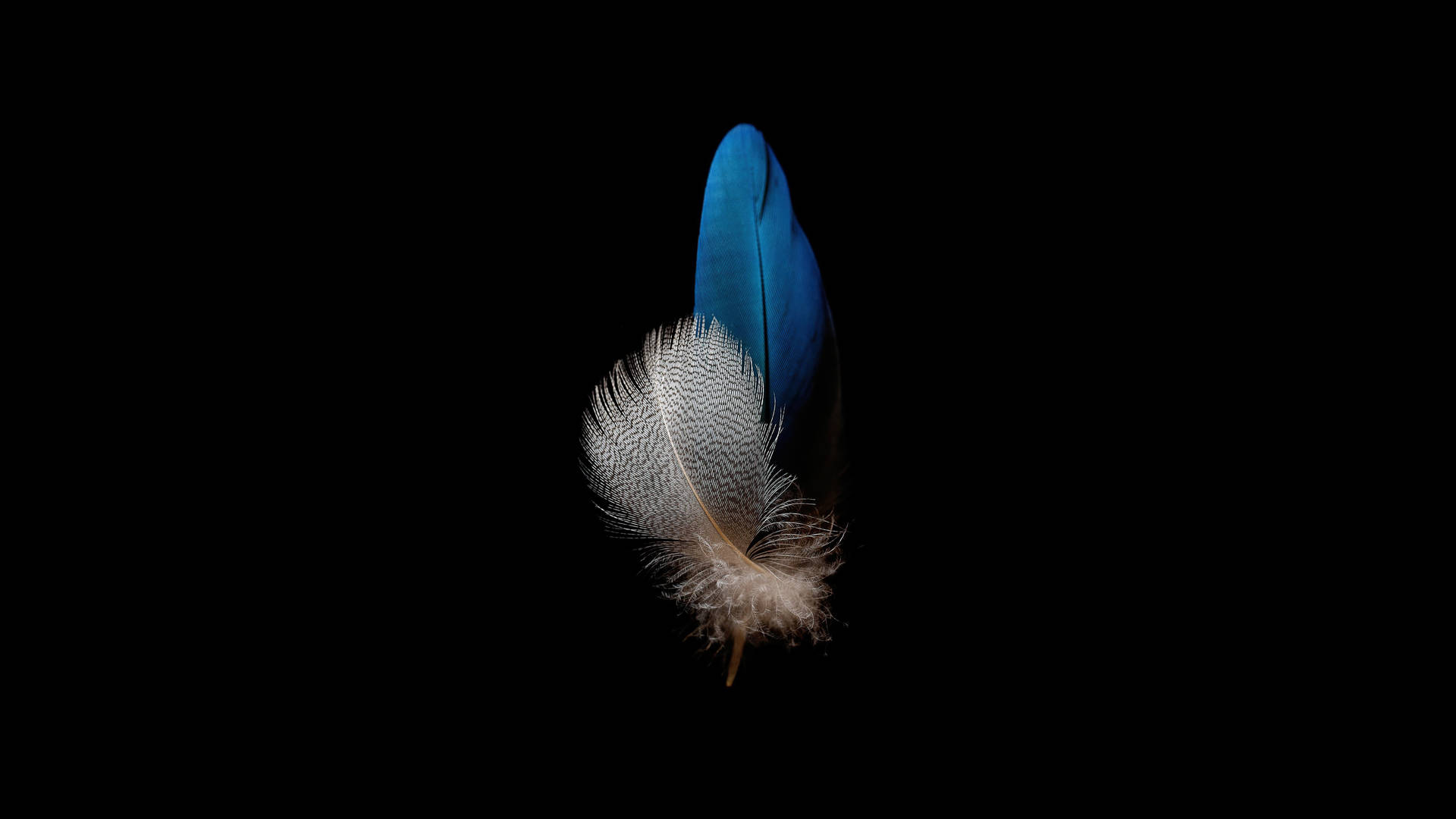 Huawei P8 Lite Feathers Background