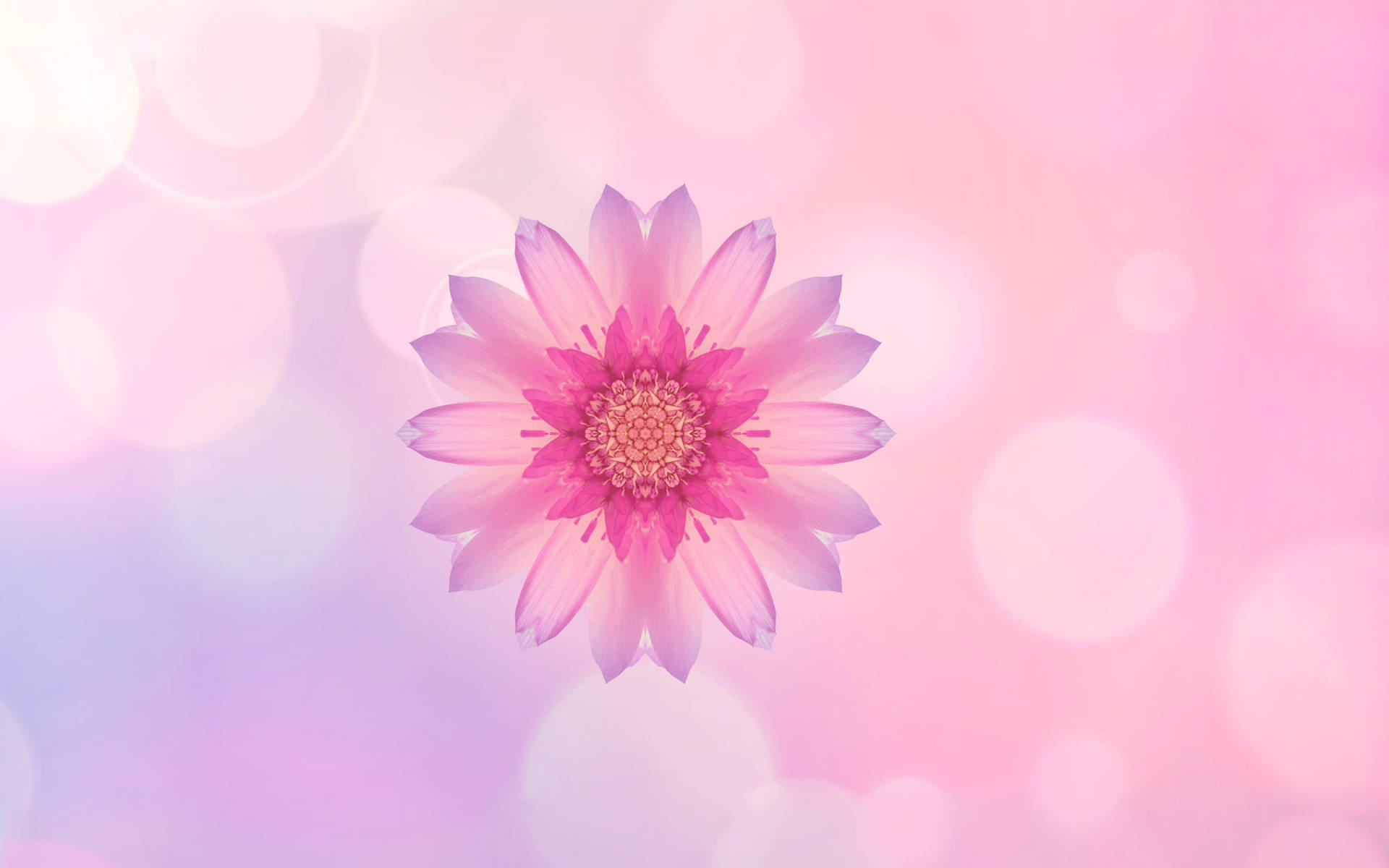 Huawei Pink Flower Background