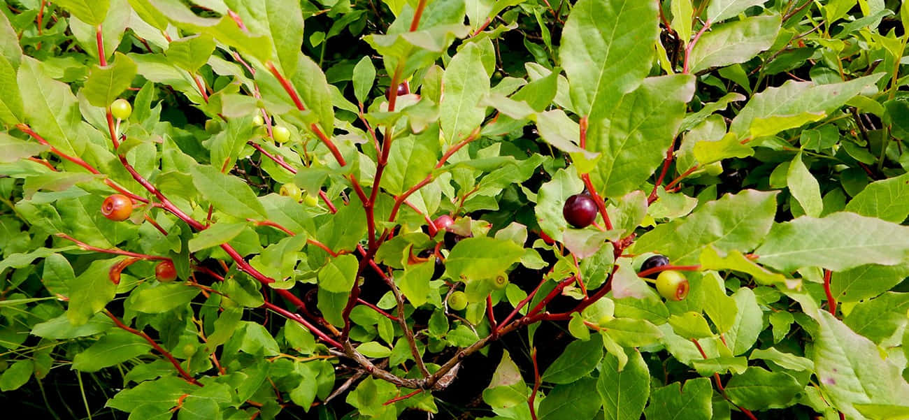 Huckleberry Bush Ripe Berries Background