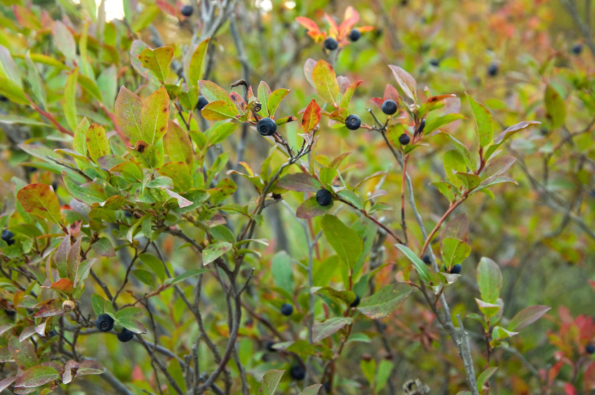 Huckleberry Bush With Ripe Berries Background