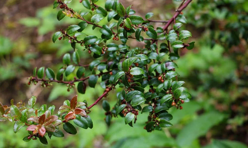 Huckleberry Plant Green Leaves Background