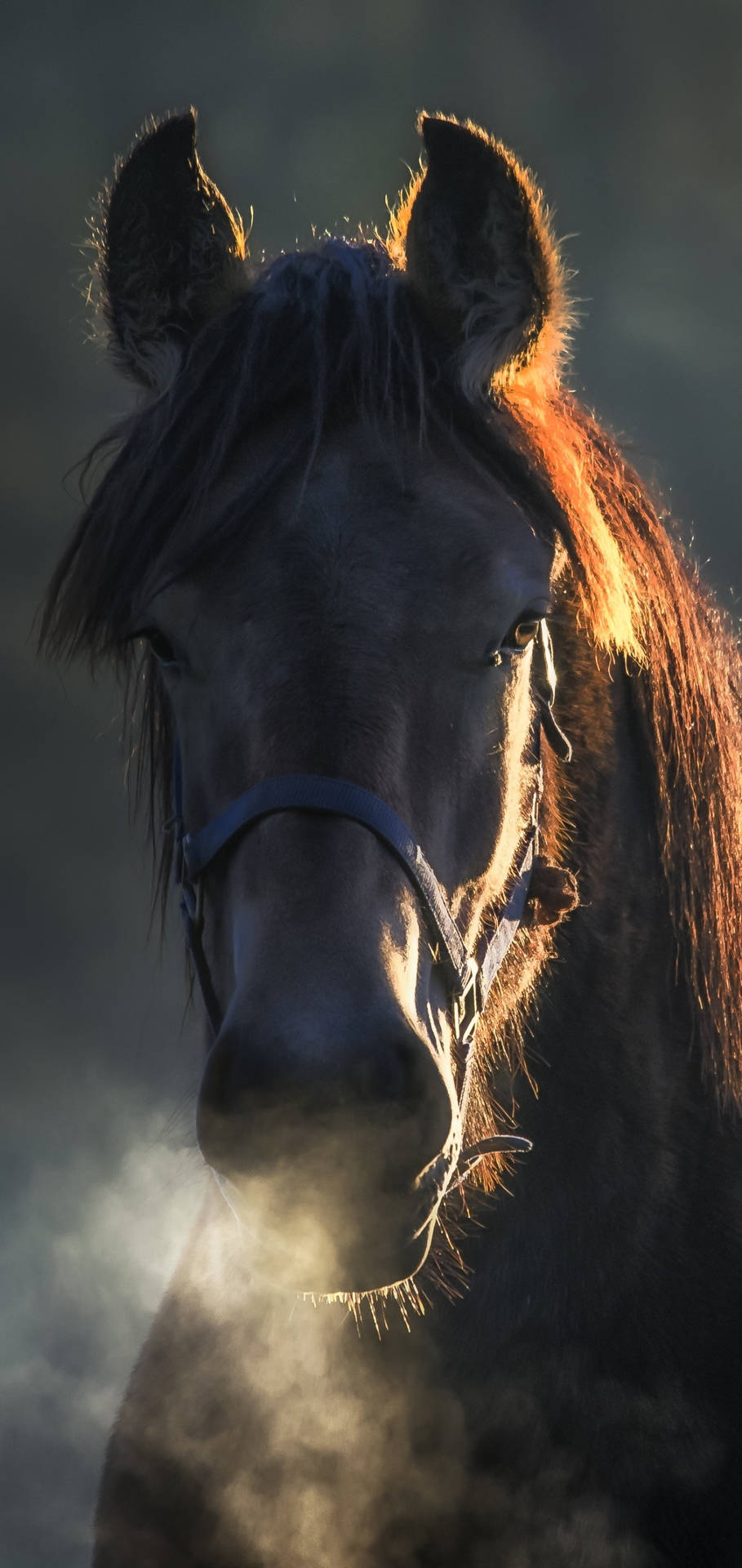 Huffing Horse Iphone Background
