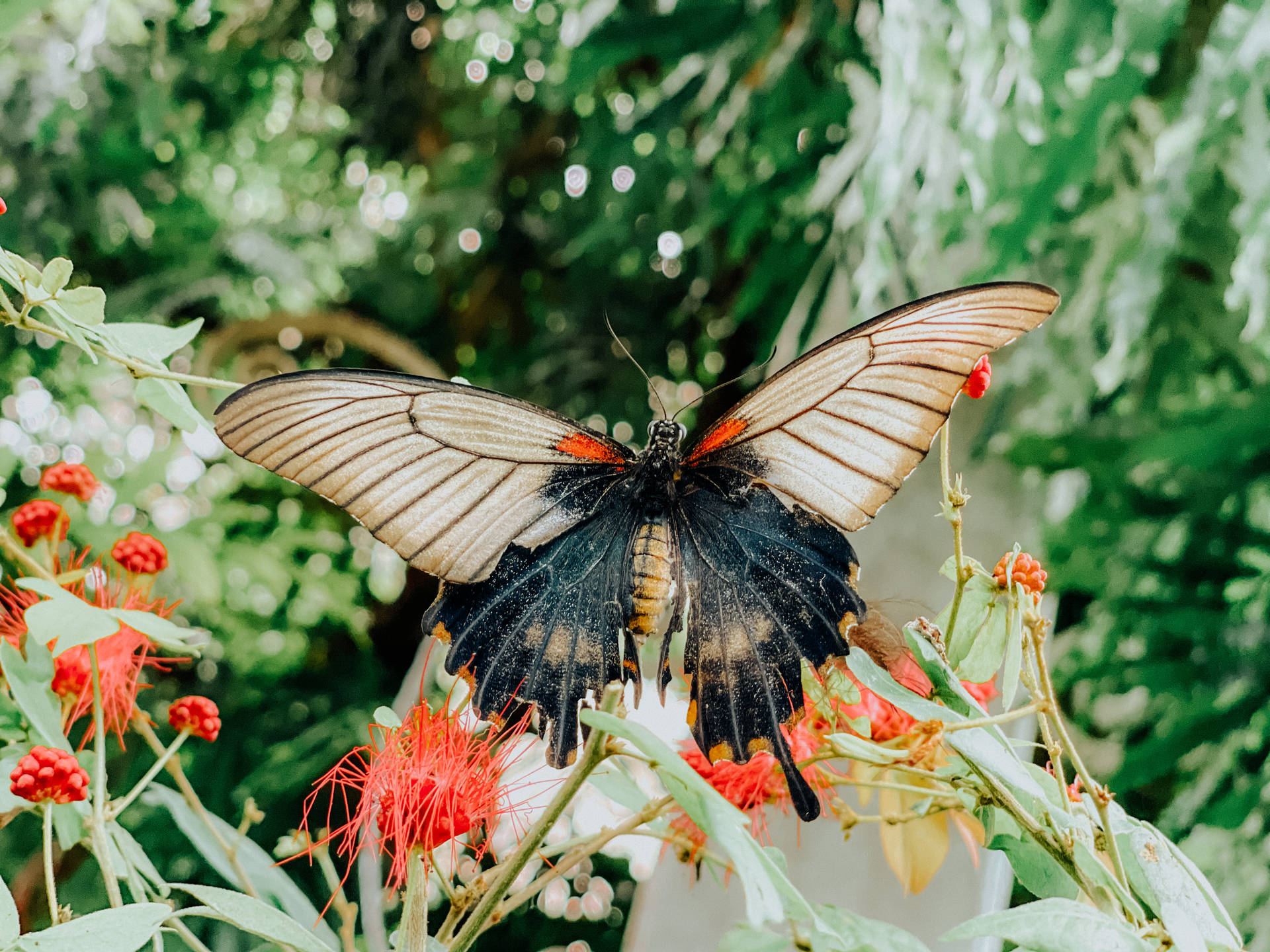 Huge Aesthetic Butterfly Background