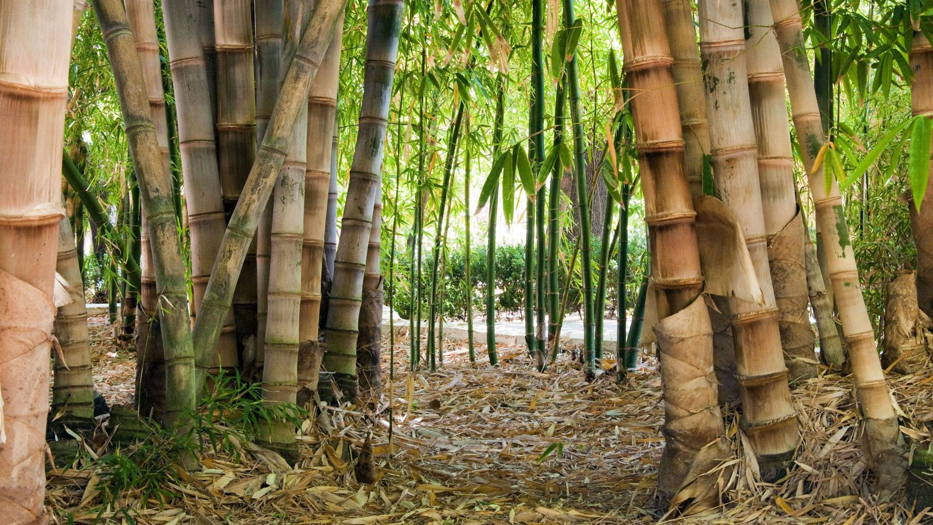 Huge And Thick Bamboo Hd