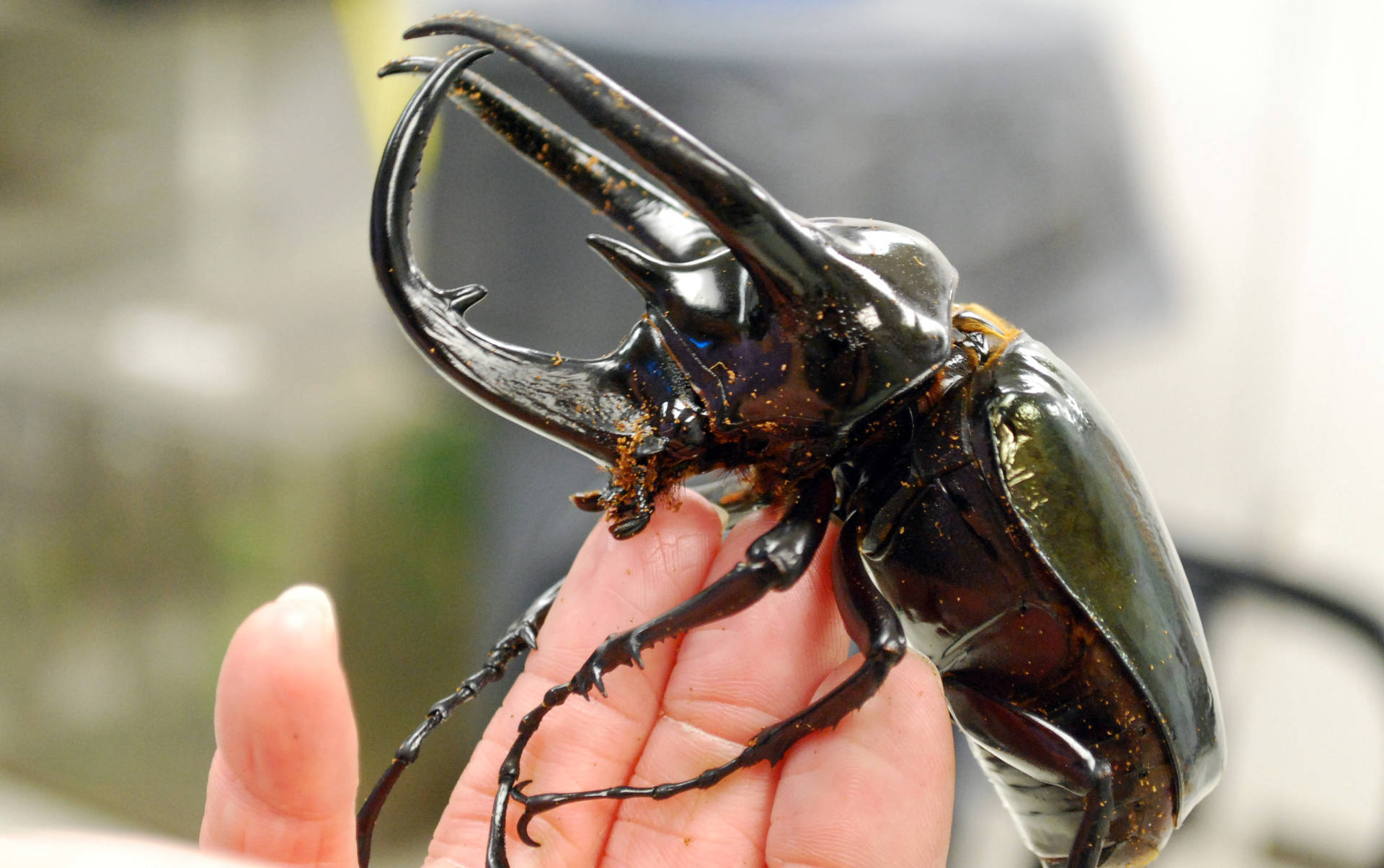 Huge Beetle Clinging On A Hand