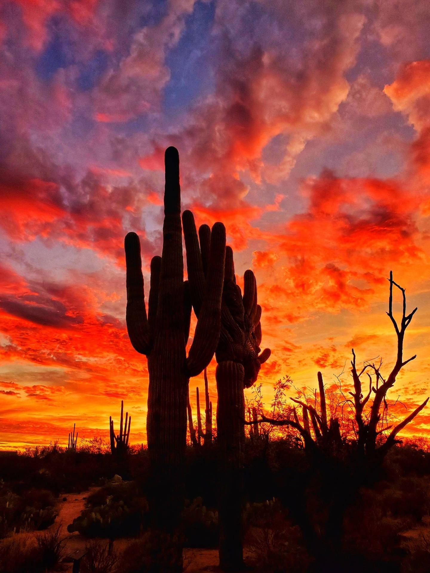 Huge Cactus In Arizona Desert