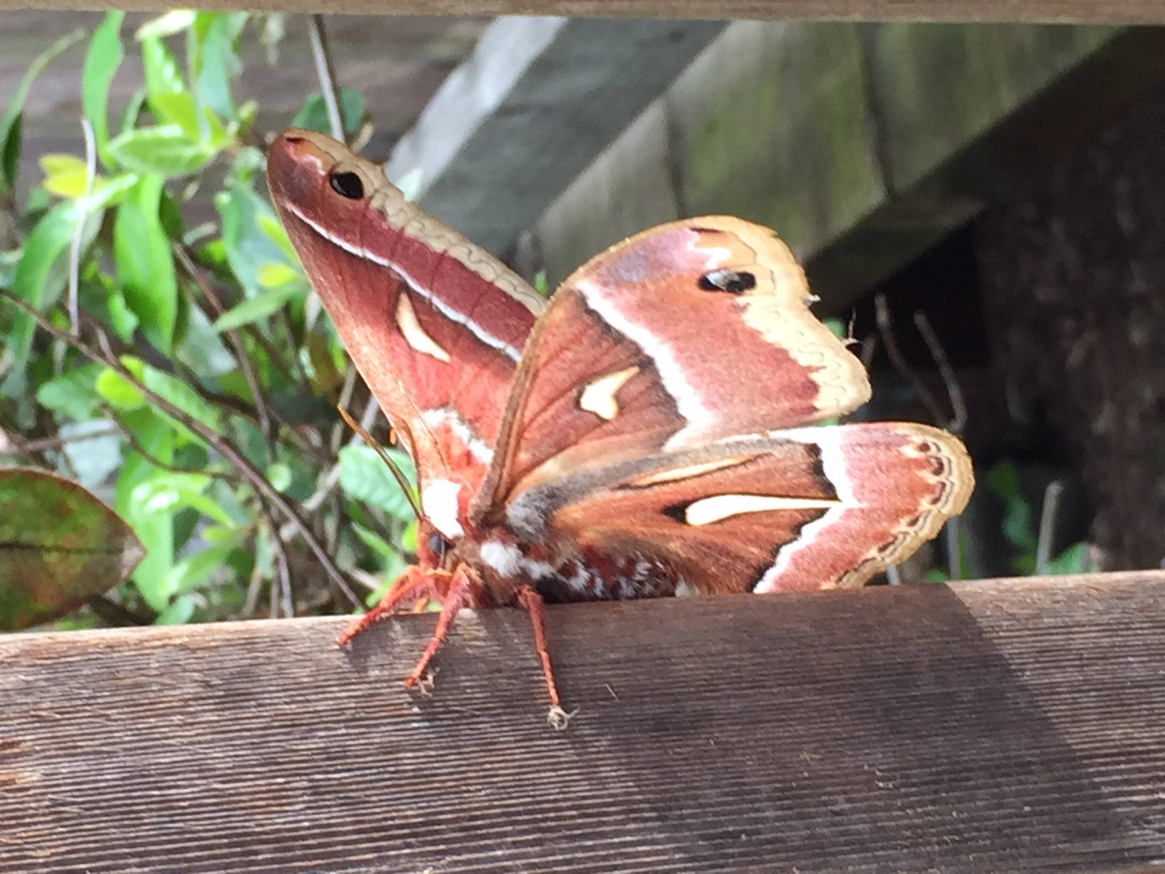 Huge Ceanothus Silkmoth Nature Insect Background