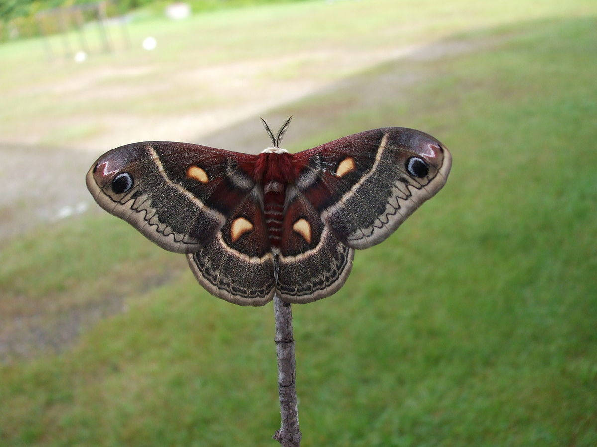 Huge Cecropia Silkmoth Beautiful Reddish Wings Background