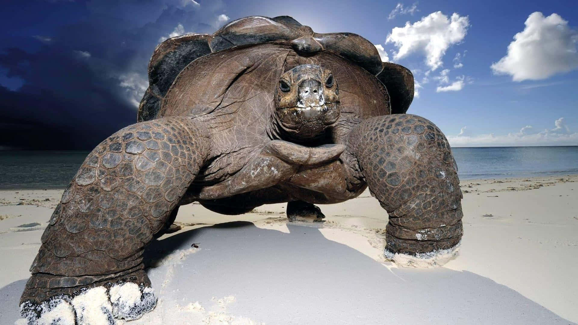 Huge Close-up On Turtle Background