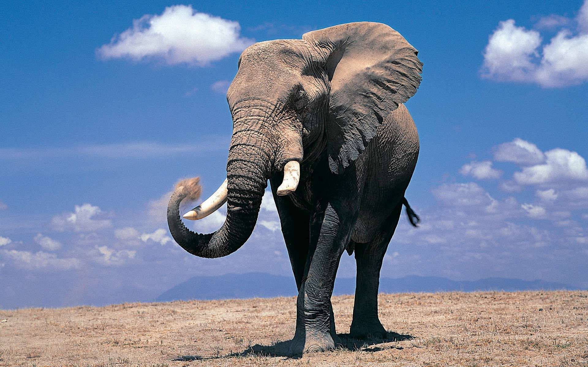 Huge Ears Of Elephant Hd Background