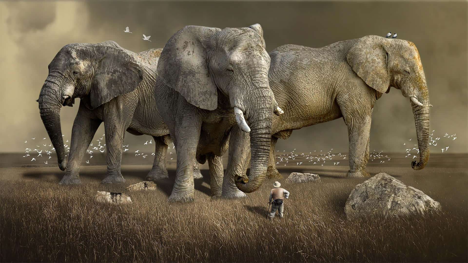 Huge Elephants And Small Man