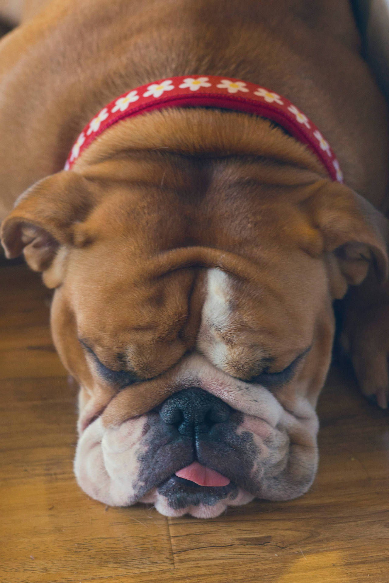 Huge English Bulldog