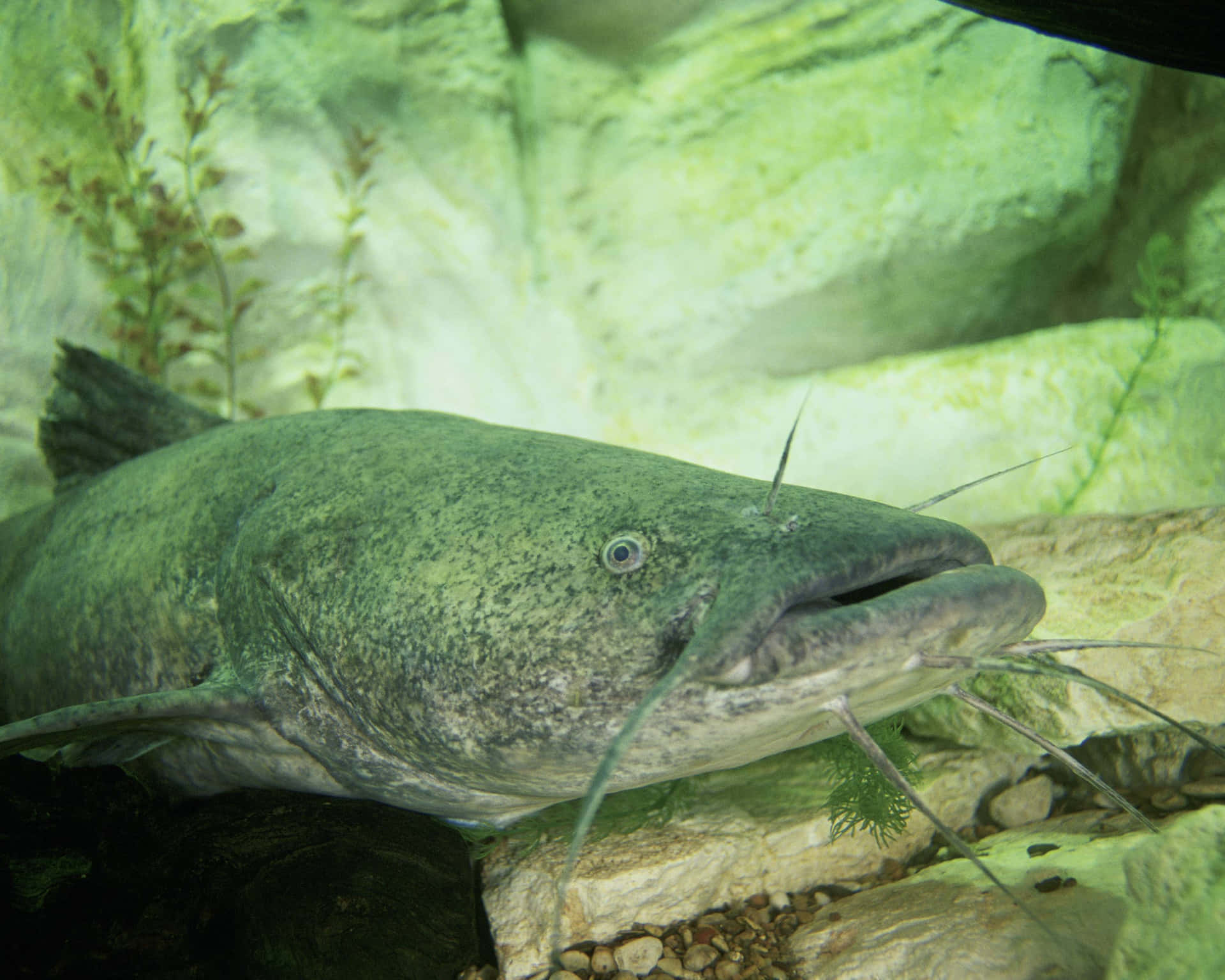 Huge Flathead Catfish Background