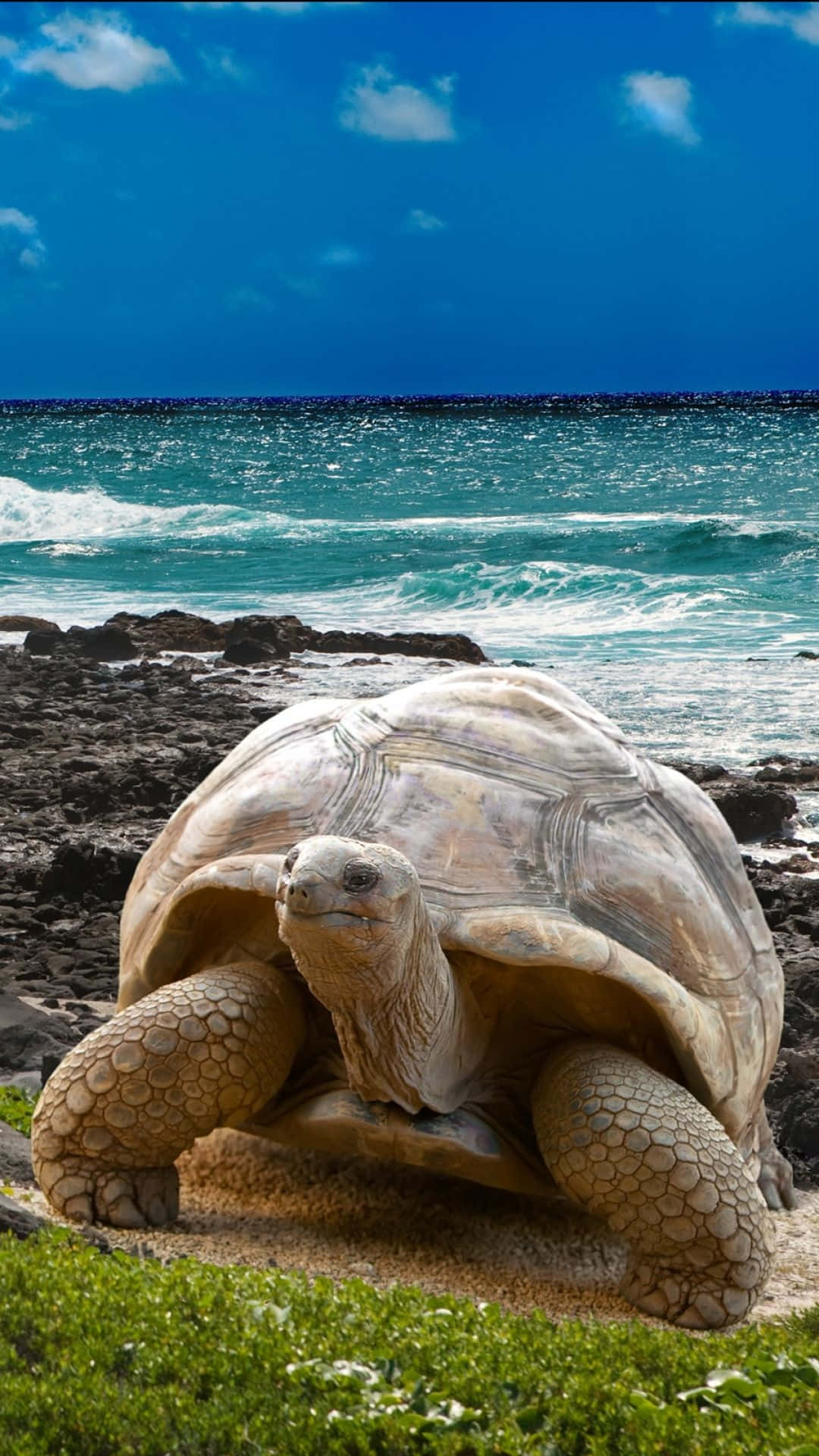 Huge Galapagos Islands Tortoise Near Beach Background