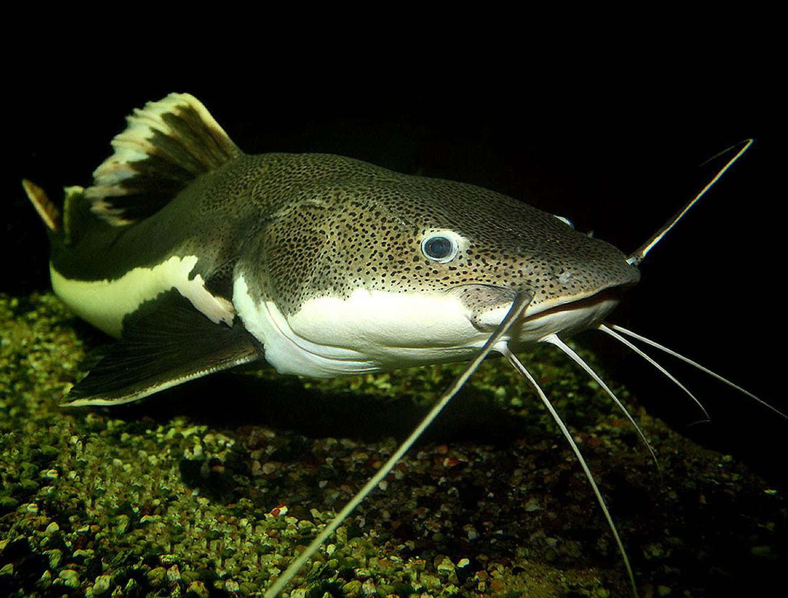 Huge Headed Catfish