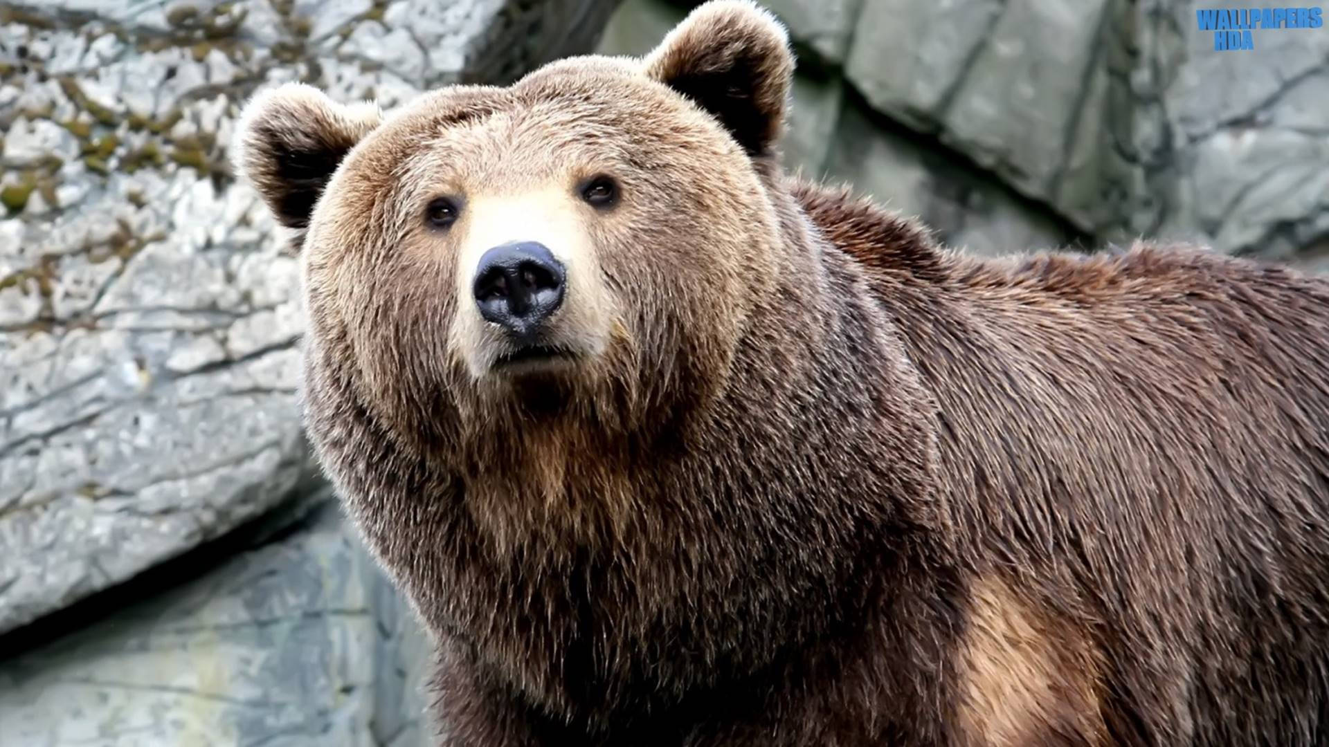 Huge Kodiak Bear Background