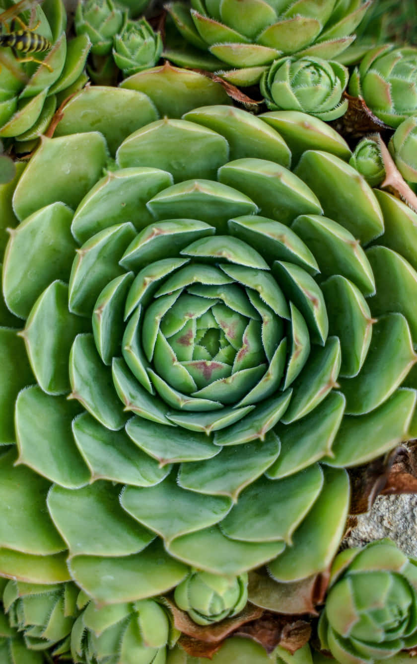 Huge Multiple Leafed Succulent Iphone Background