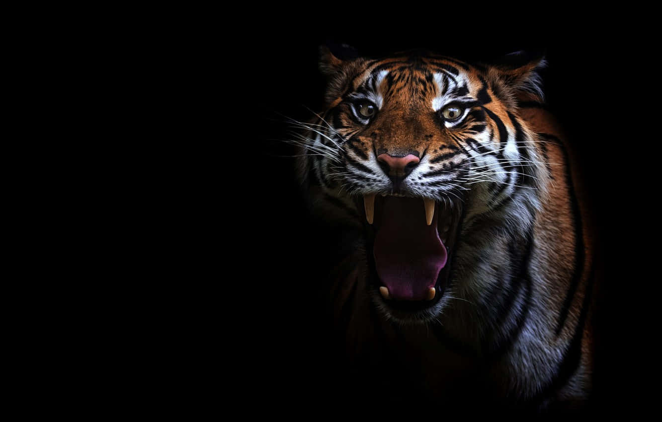 Huge Overt Tiger Background