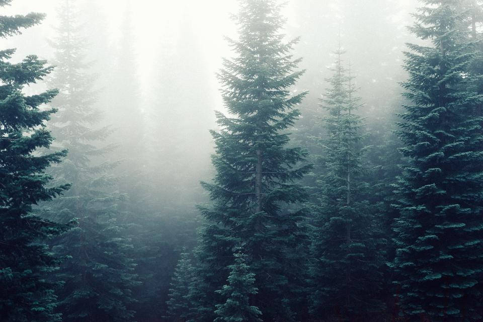 Huge Pine Trees In Foggy Forest Background