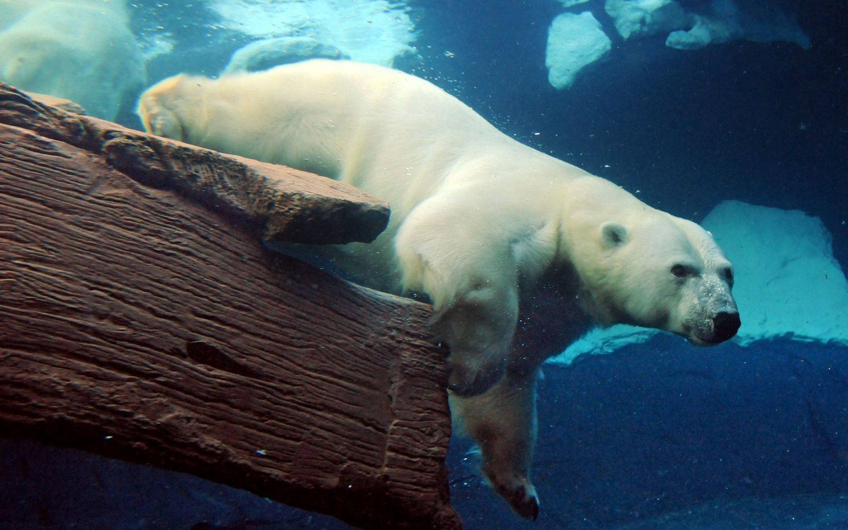 Huge Polar Bear Underwater Background