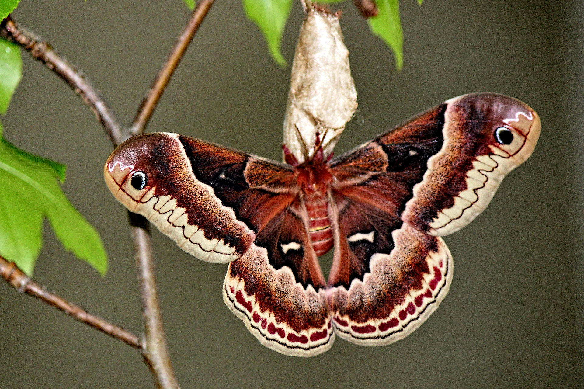 Huge Promethea Silkmoth North Carolina Background