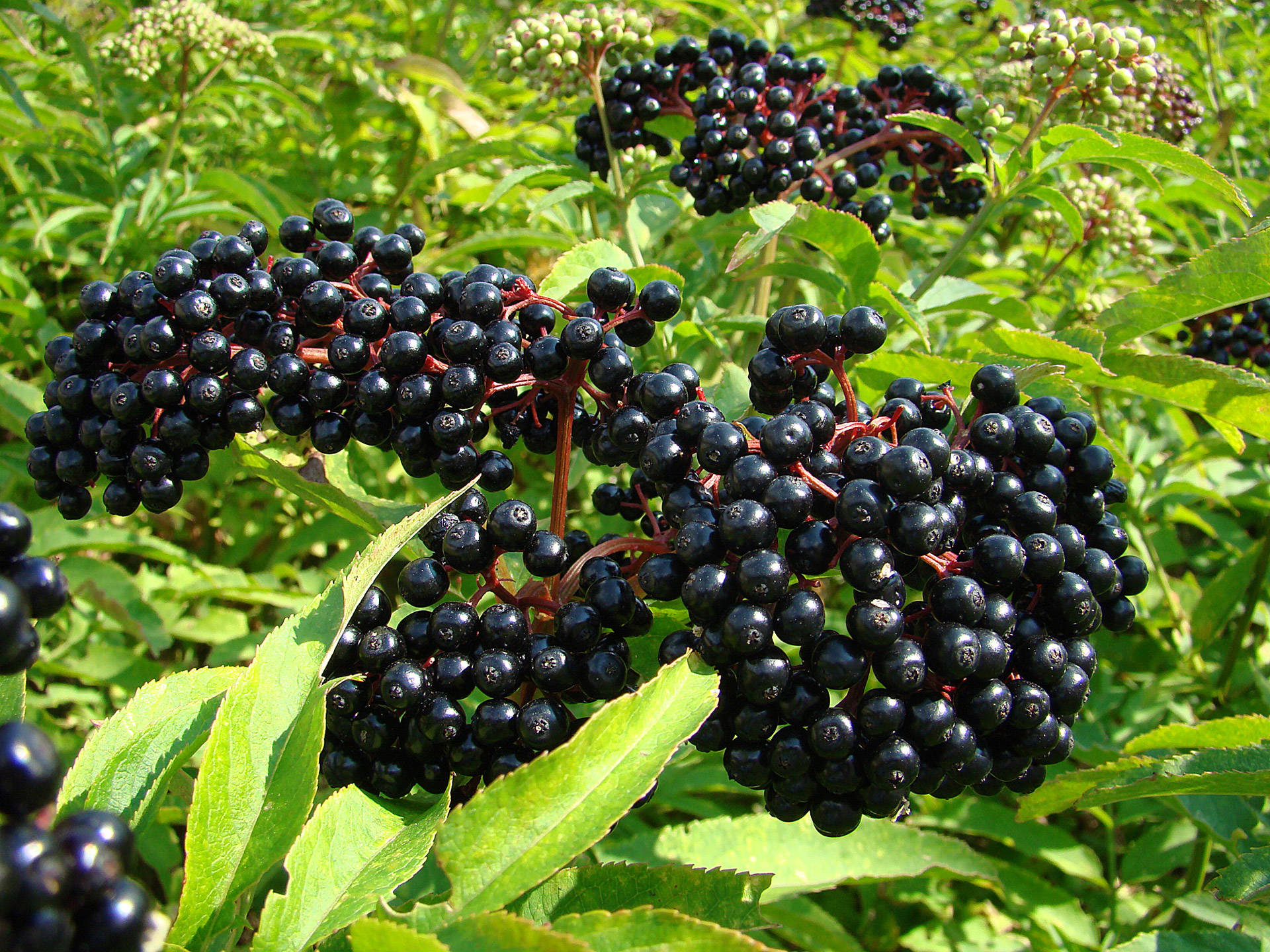 Huge Purple Fresh Elderberry Fruits