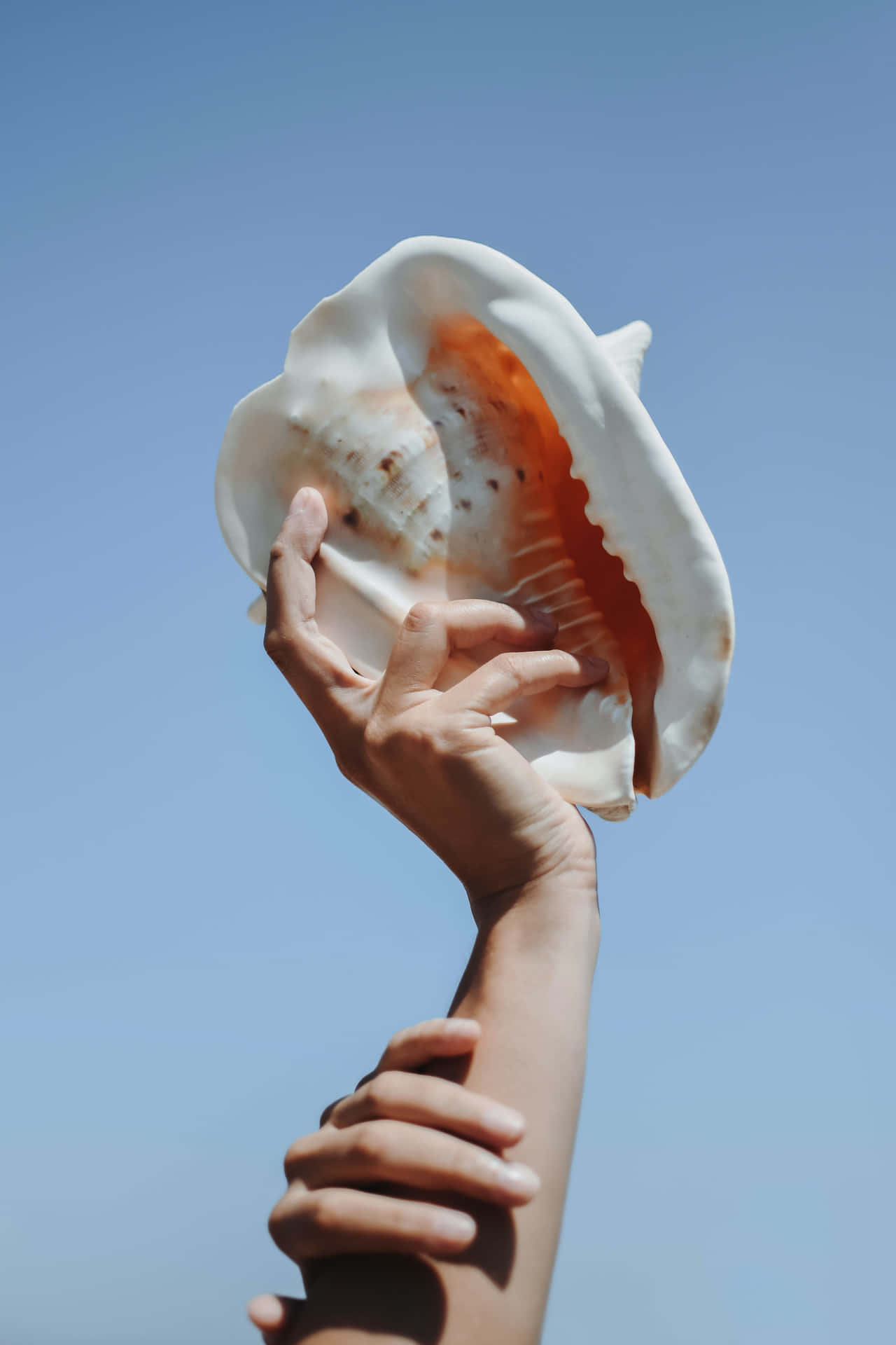 Huge Seashell With Sky View Background