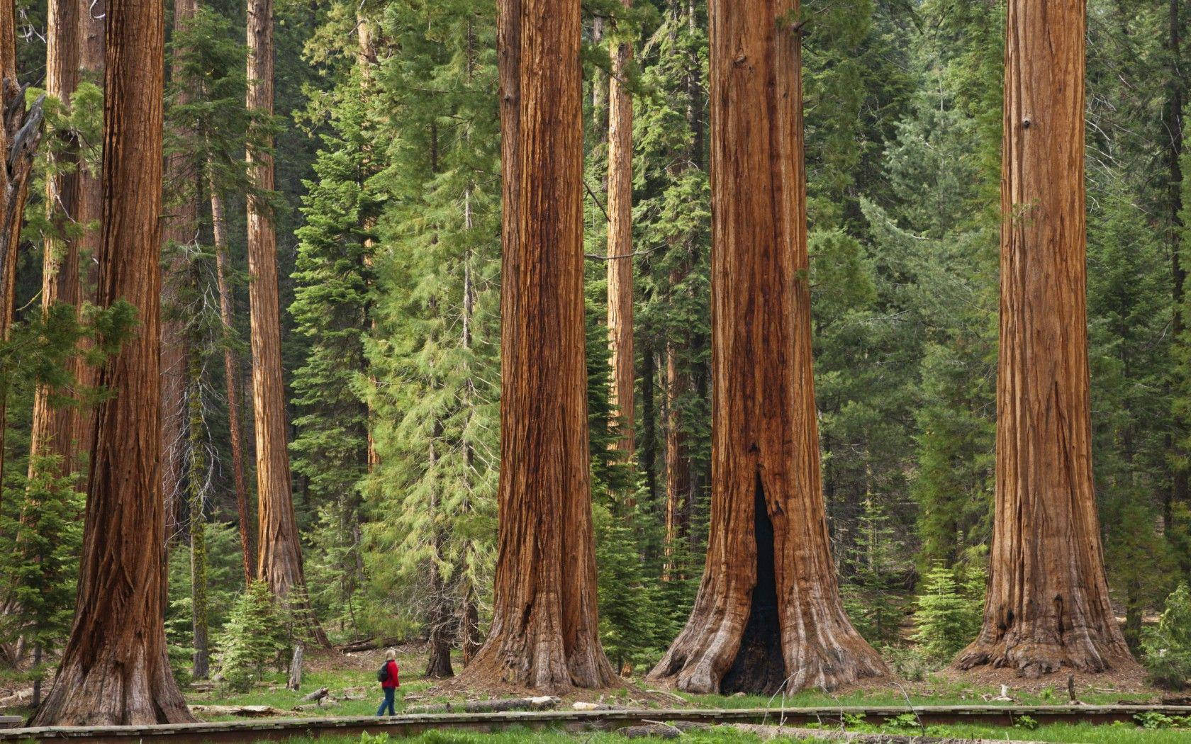 Huge Sequoia National Park Trees