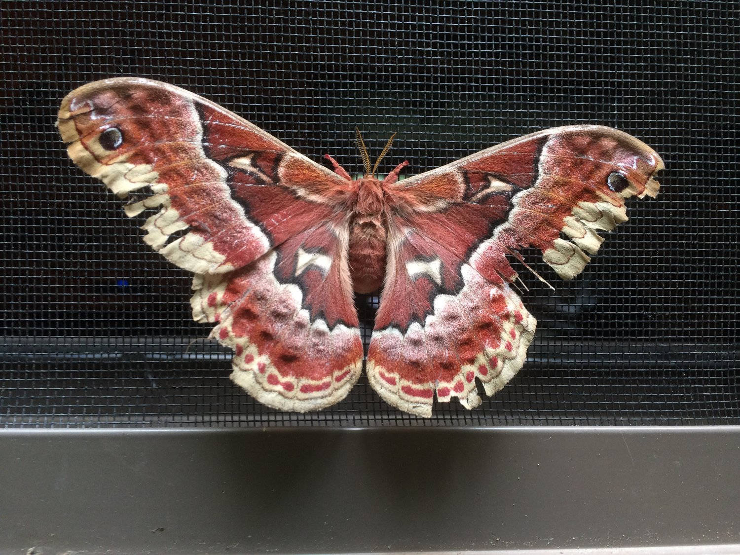 Huge Striking Promethea Silkmoth Indiana Background