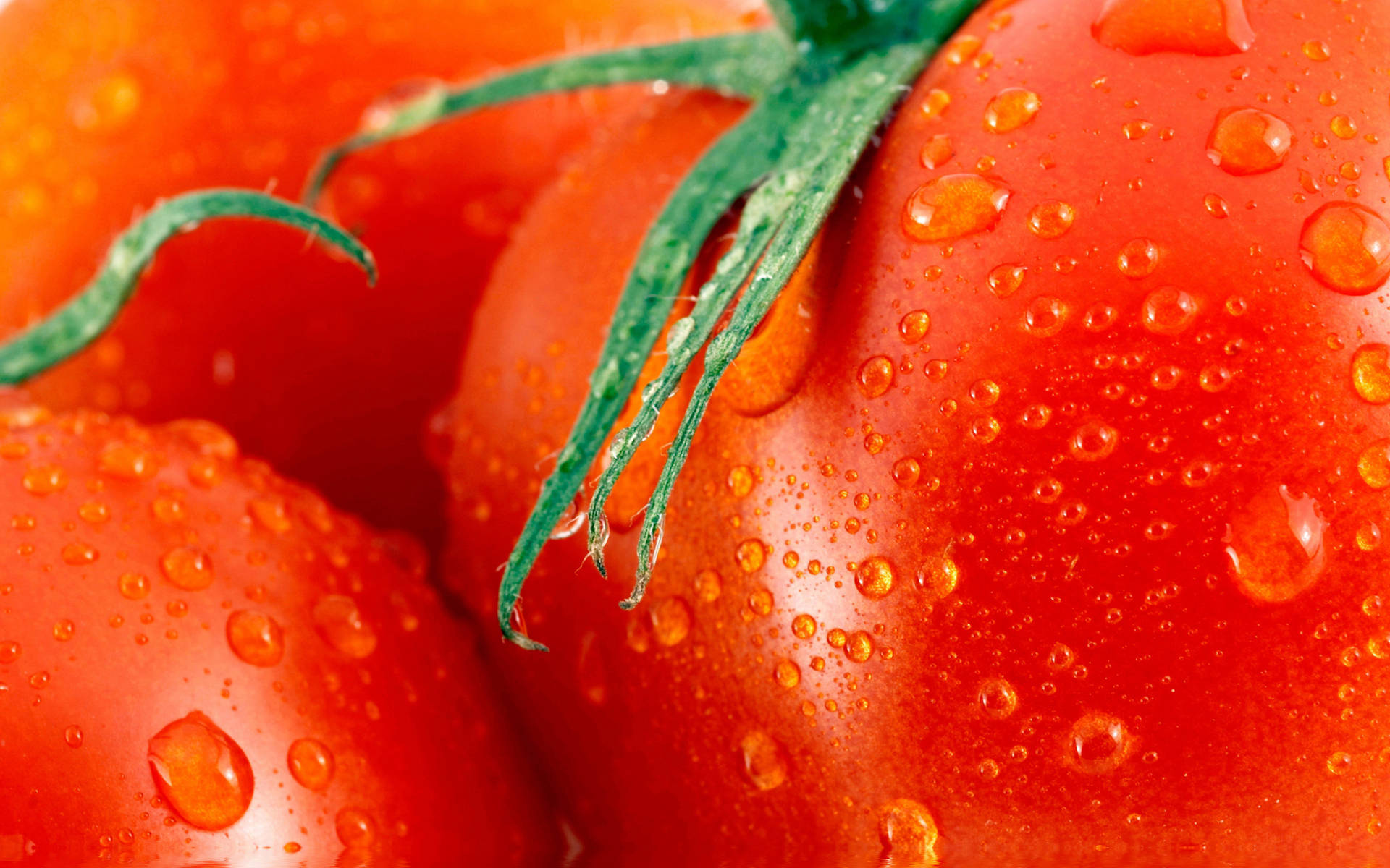 Huge Tomato Fruits Close Up Shot Background