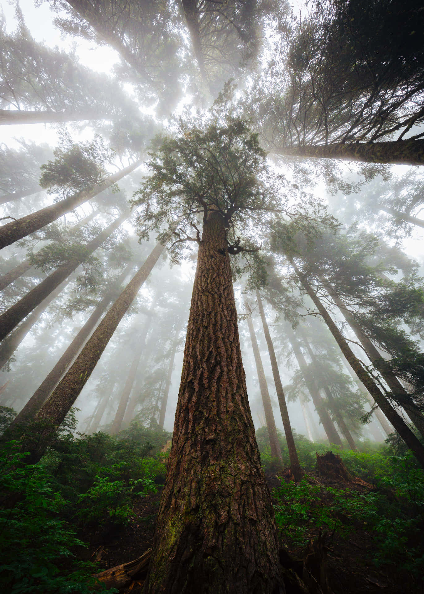 Huge Tree Forest Background