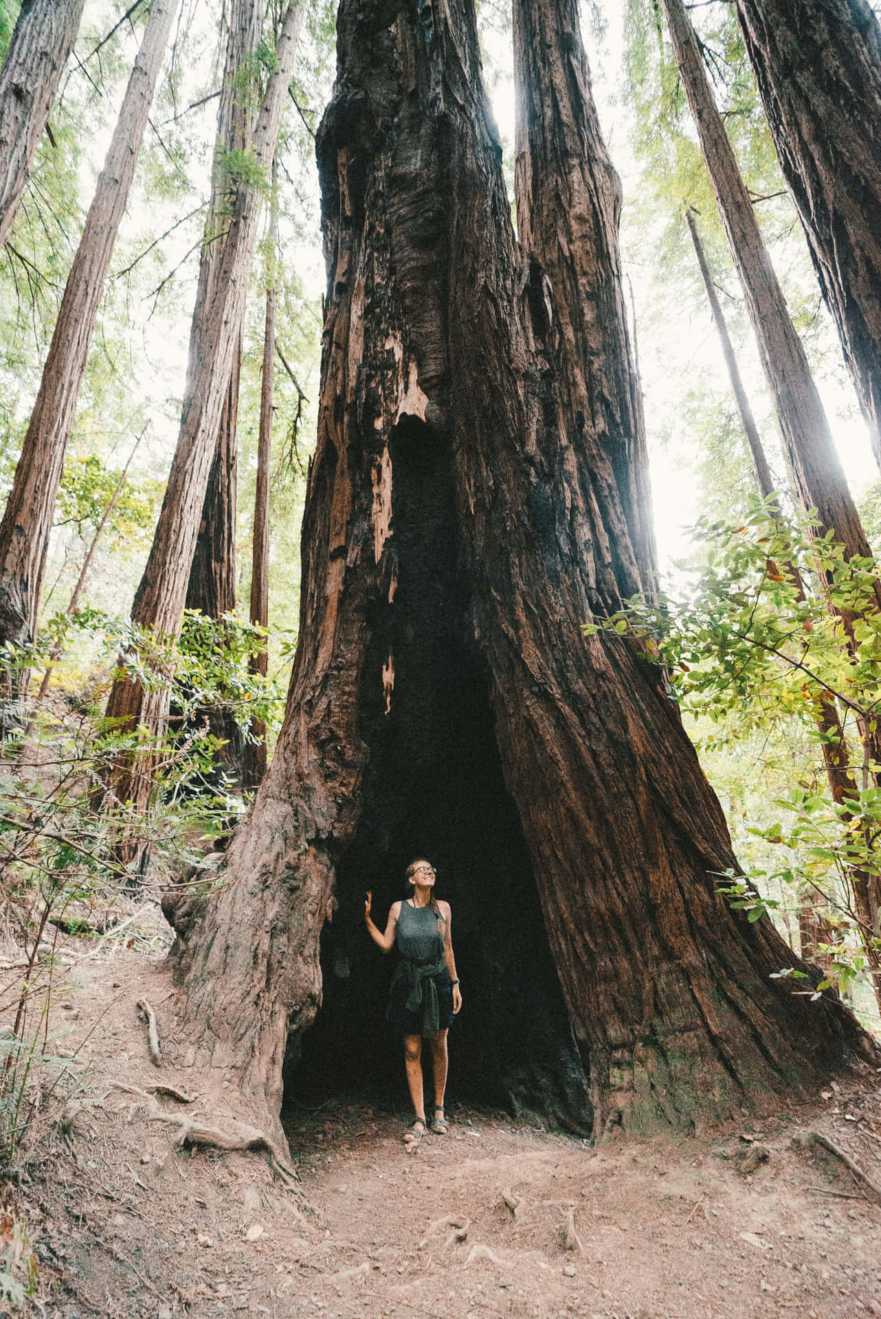 Huge Tree Trunk With Tourist
