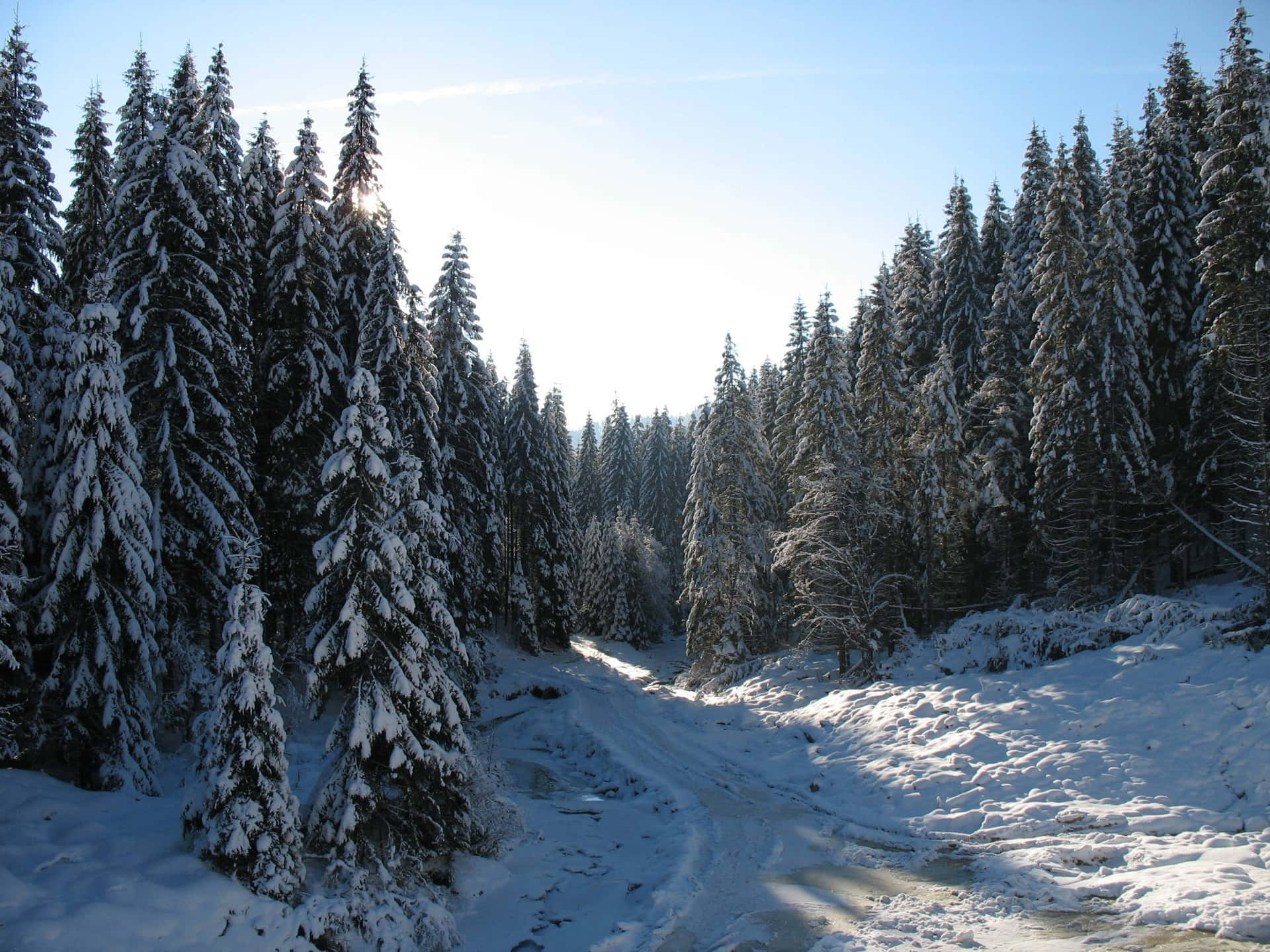 Huge Trees Snowy