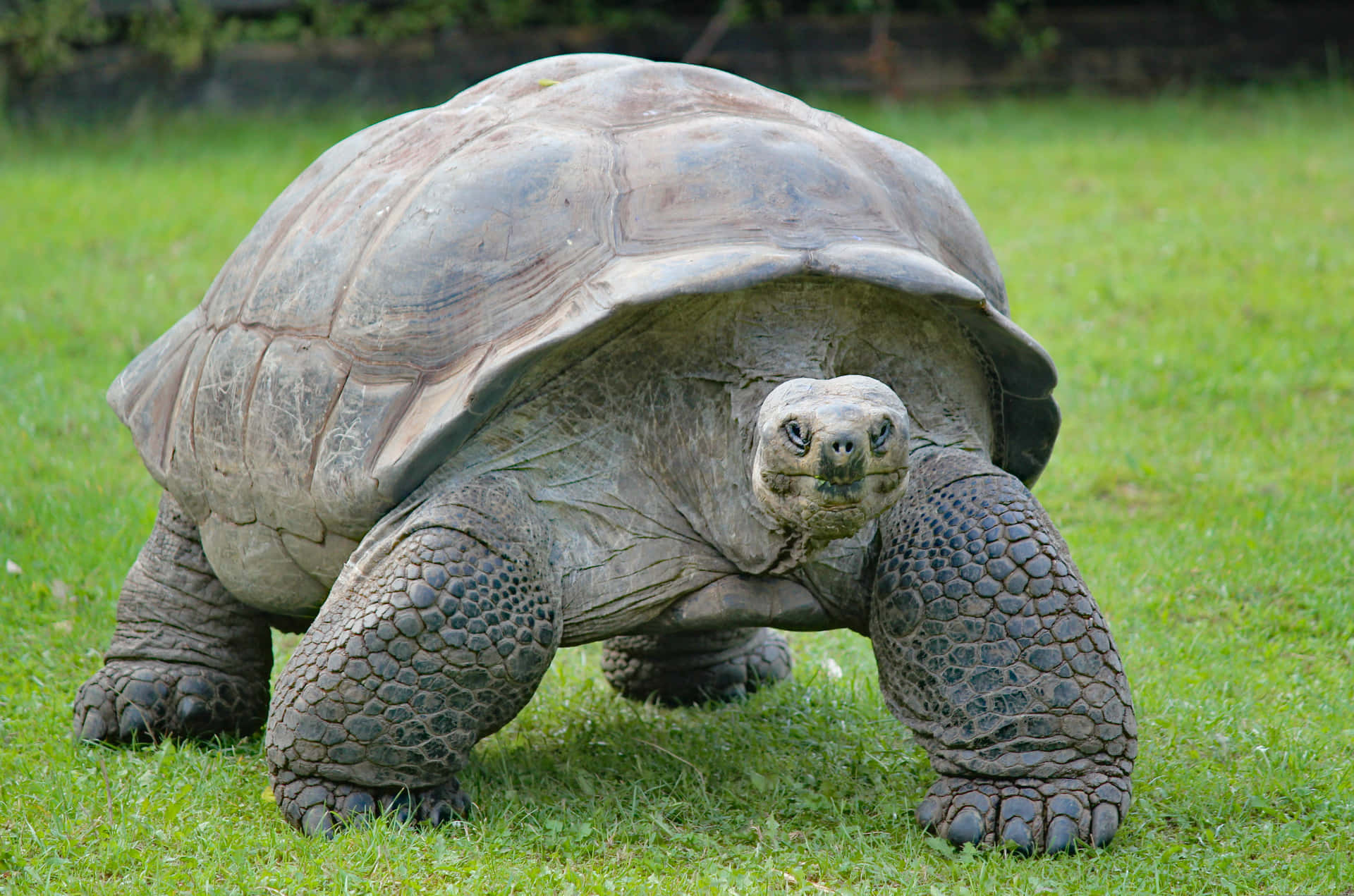 Huge Turtle On Green Grass Background