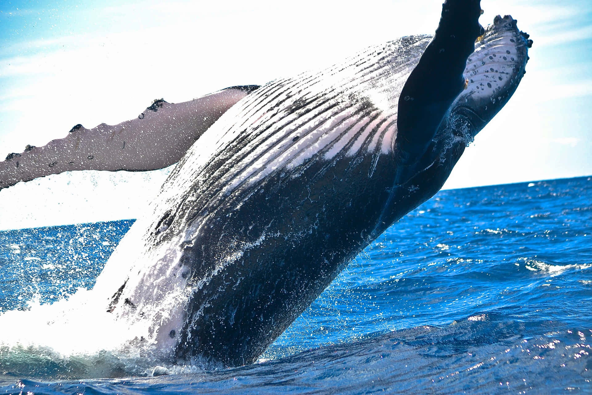Huge Whale Jumping Back In Water Background