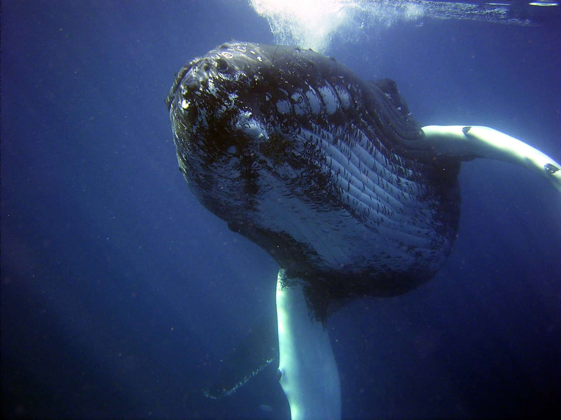 Huge Whale Underwater