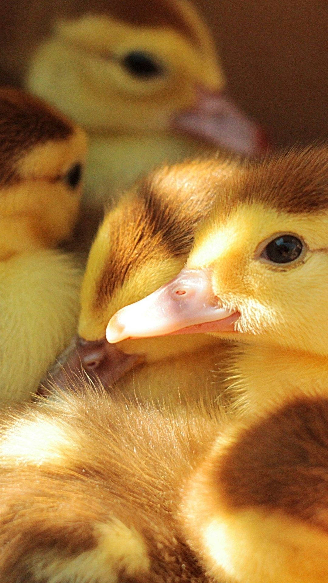 Hugging Baby Ducks Background