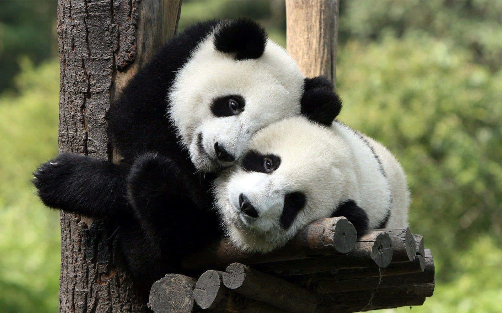 Hugging Cute Pandas Laptop Background