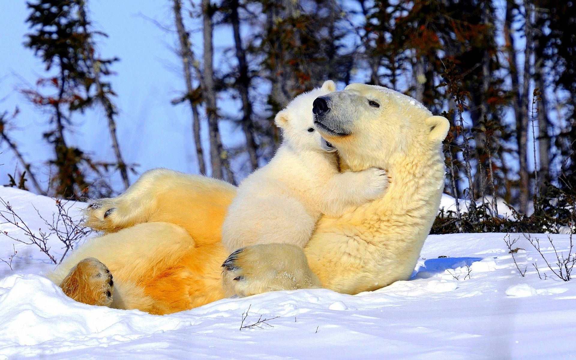 Hugging Polar Bears Background