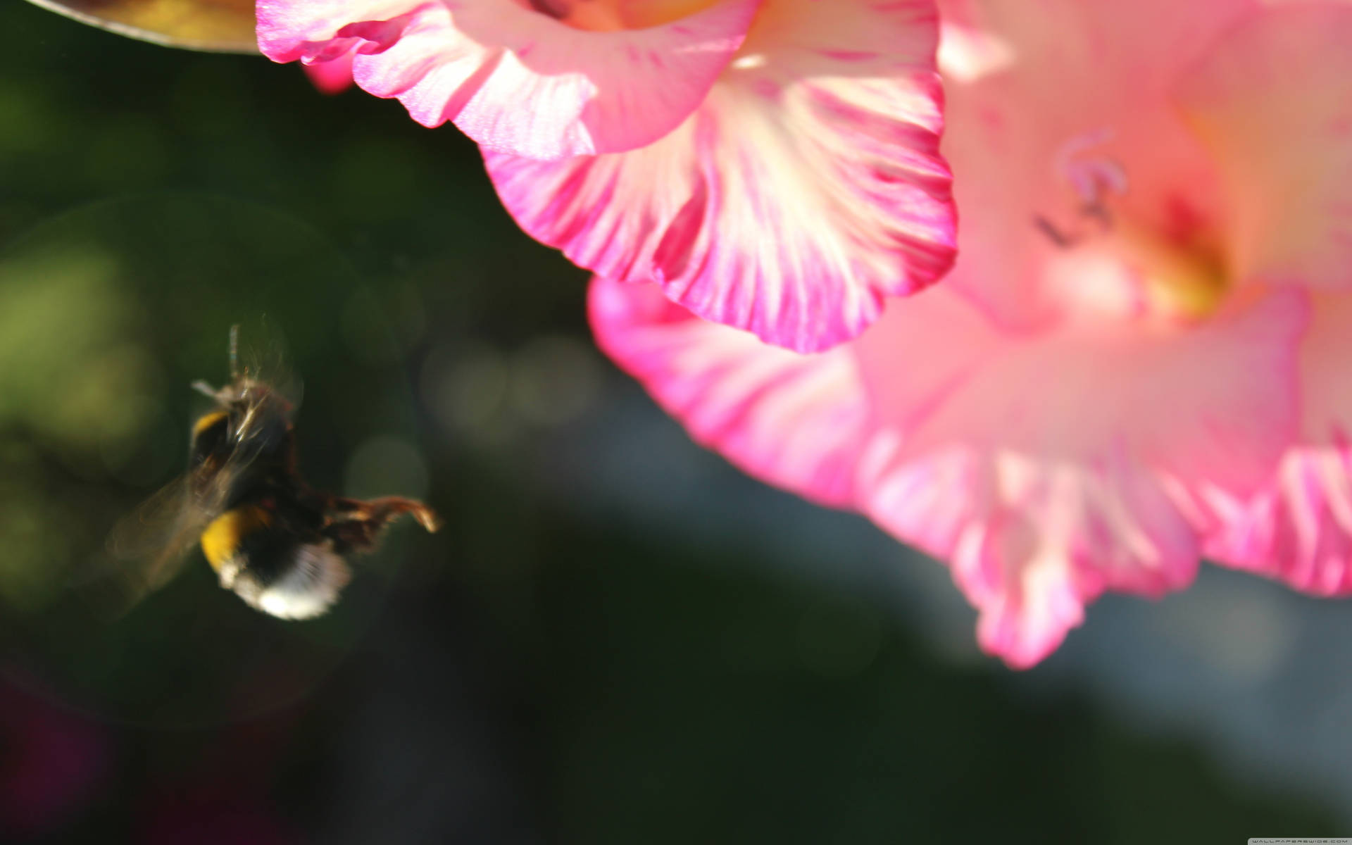 Humble Bee Flower Background