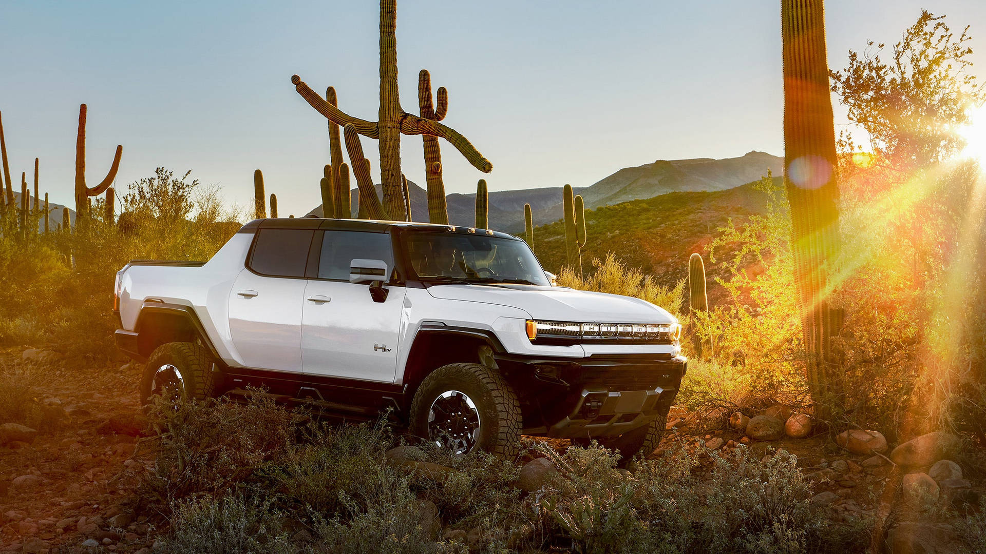 Hummer With Cacti Background