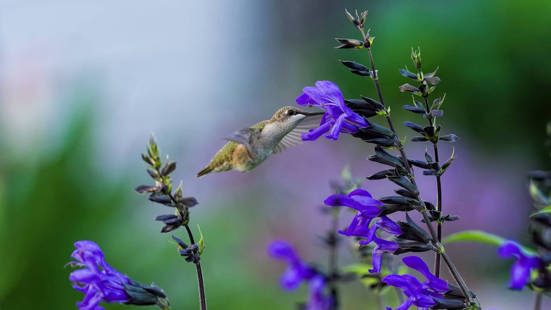 Humming Bird On Blue Flowers Background