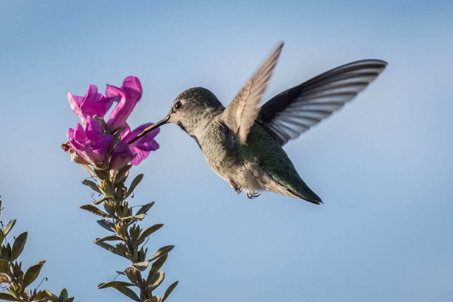 Humming Bird Sipping Nectar Background