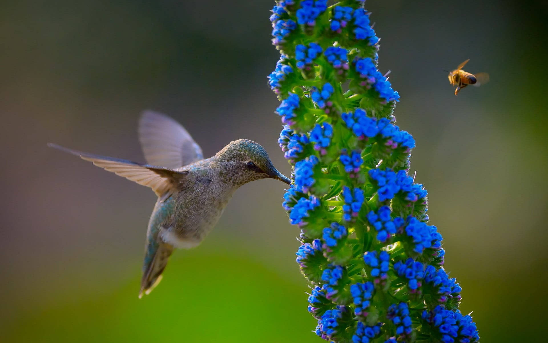 Hummingbird And A Bee Background