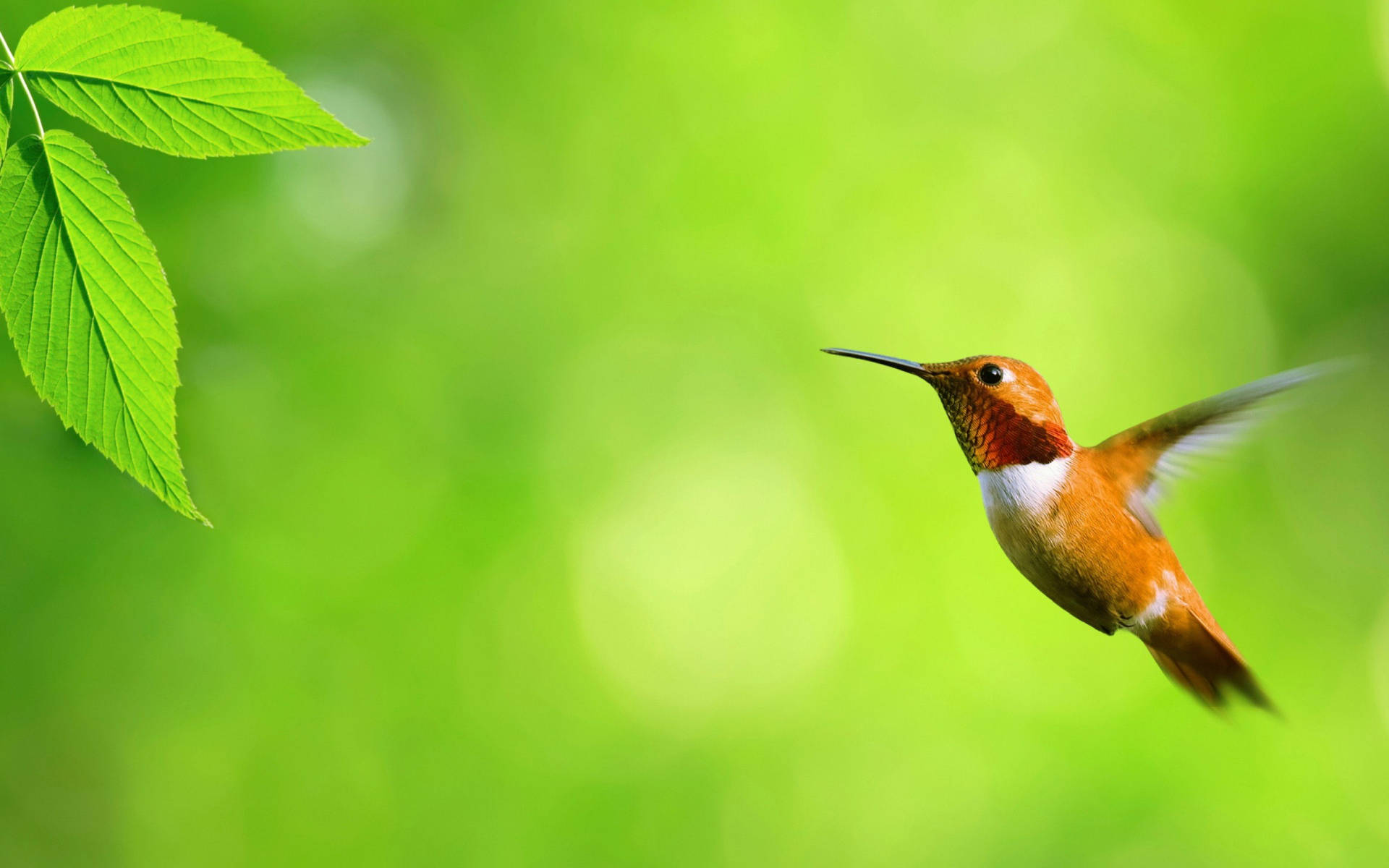 Hummingbird And Green Leaves