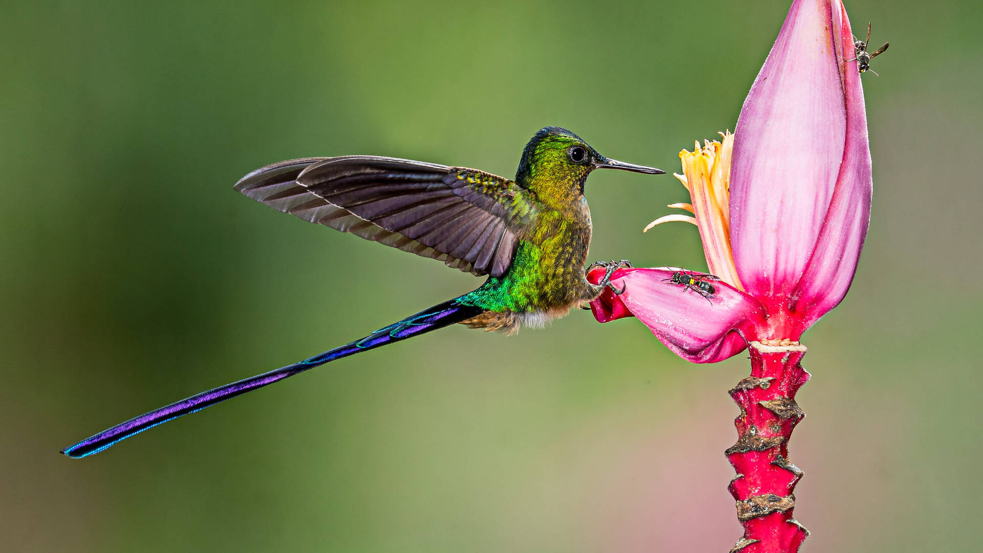 Hummingbird Feeding On Banana Flower