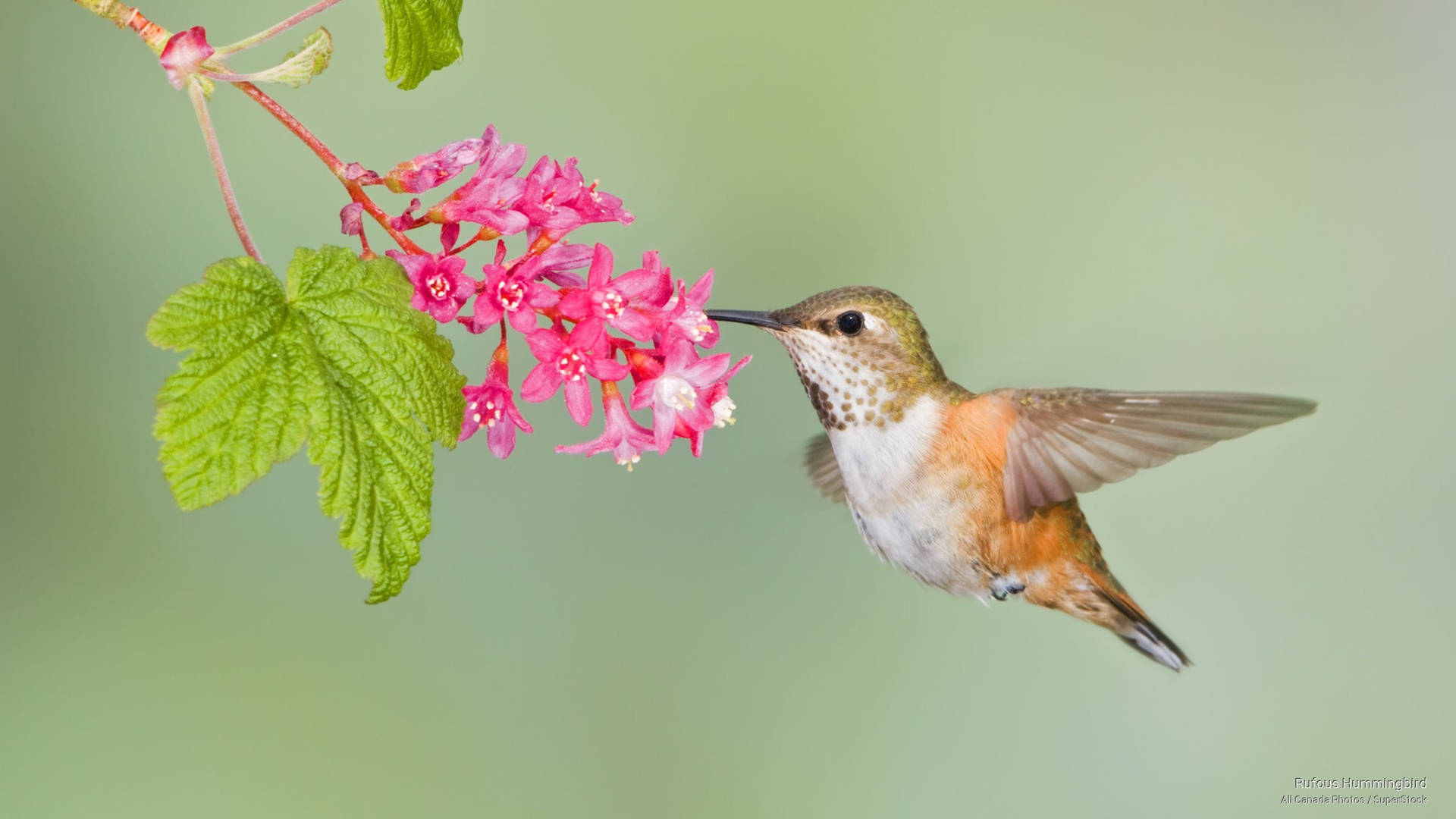 Hummingbird Feeding On Pink Flowers Background