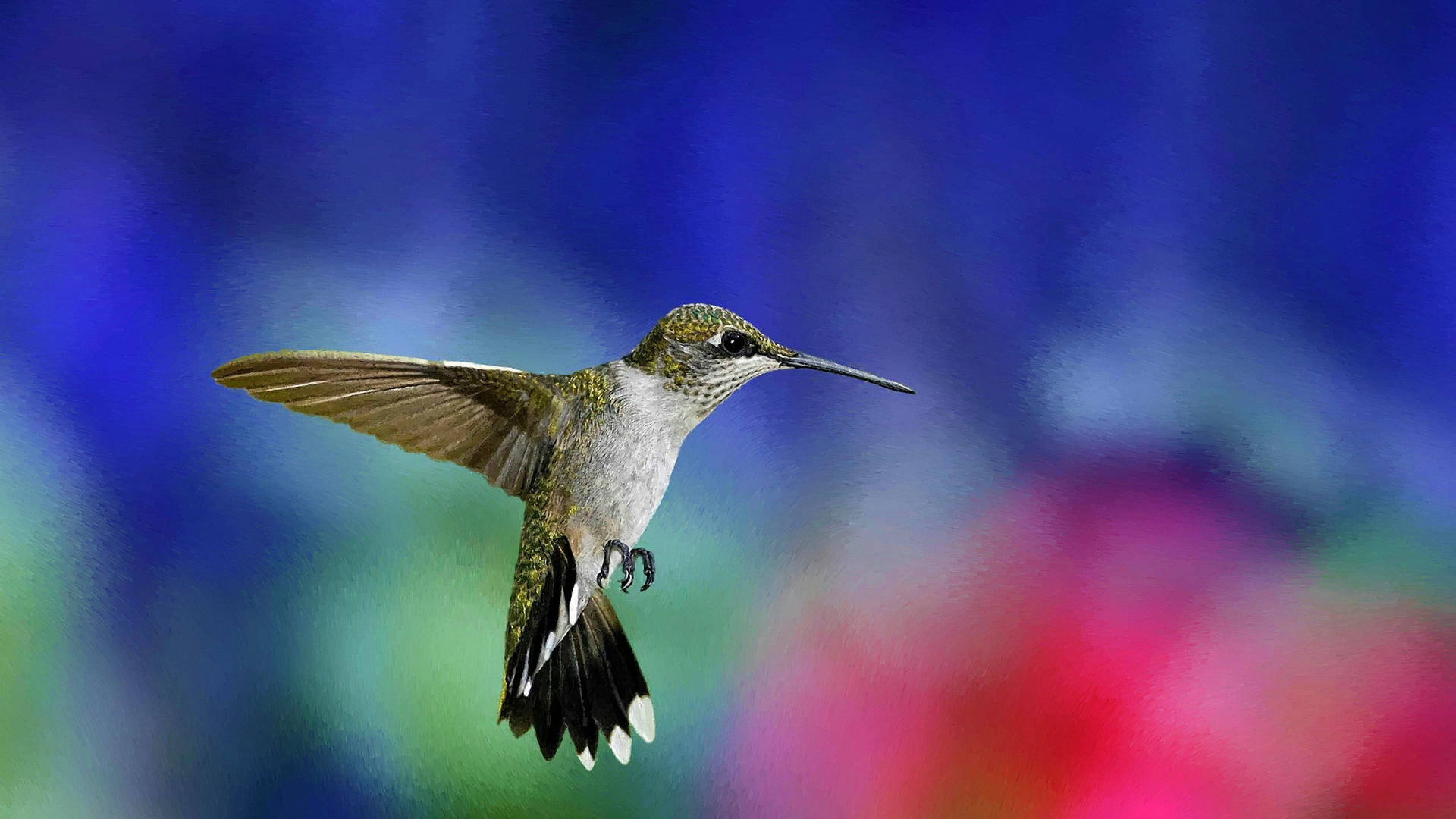Hummingbird Focus Photography Background