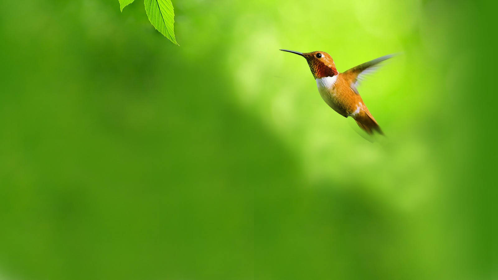 Hummingbird Full Hd 1600x900 Background