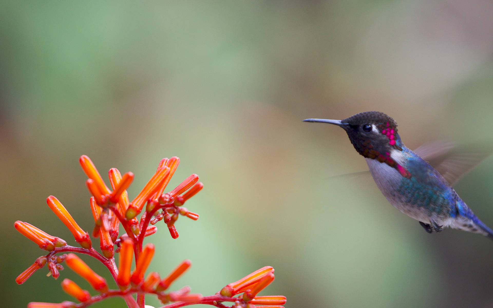 Hummingbird Near Red Flowers Background